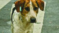 Balıkesir’de 12 sokak köpeğinin telef edildiği iddiası