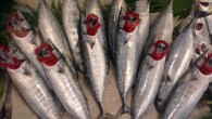 Bandırma’da palamut balığının fiyatları düştü