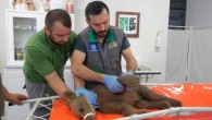 Yavru boz ayı Tuti doğaya salındı