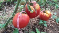 Pazaryeri’nde bu domatesleri gören şaşırıyor!
