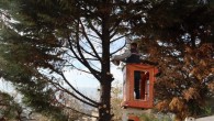 İzmit’te tehlikeli ağaca belediye müdahalesi