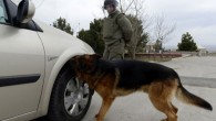 Polis Köpeği 7 Kilo Esrar Yakalattı