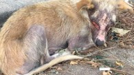 Yüzü Yakılan Köpek, Bir Gözünü Kaybetti