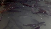Denizli’de alabalık üreticisine 10 bin 300 litre dezenfeksiyon